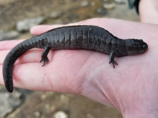 streamside salamander